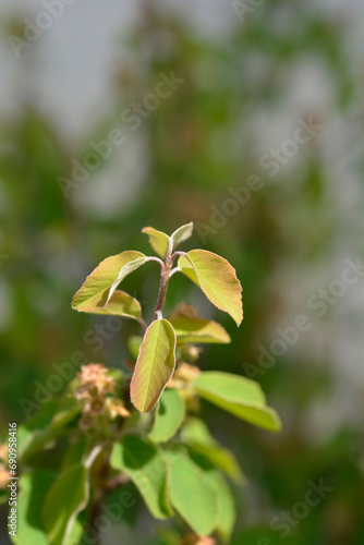 Alder-leaved serviceberry Obelisk leaves