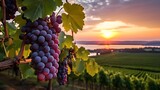 Golden sunset illuminating ripe grapes on vine in a picturesque vineyard