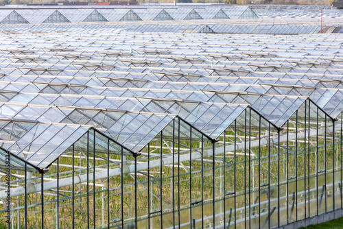 Kassen met geopende ramen voor beluchting. De glastuinbouw in het Westland is in hoge mate afhankelijk van aardgas photo