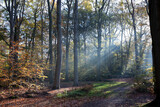 Tijdens een herfstwandeling in het bos zie je vaak bundels zonlicht door de bomen priemen. Zonnestralen die door de wolken prikken en de aarde  verwarmen.
