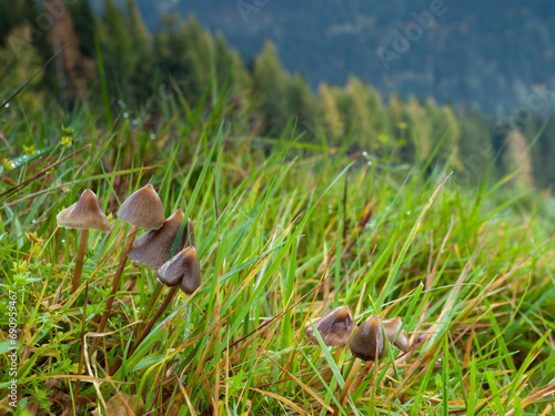 Psilocybe semilanceata, psylocibin psychedelic mushrooms,, called Liberty Cap photo