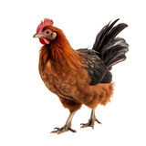 Brown Hen, Chicken Portrait, Isolated on Clear Background