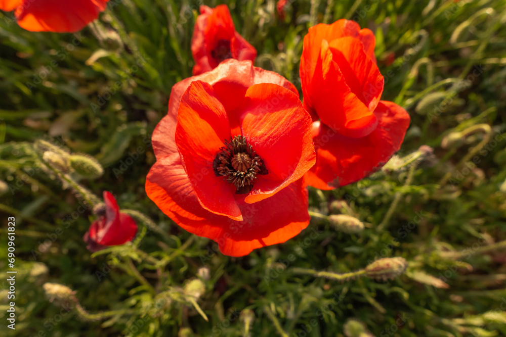 Fleurs de coquelicots en gros plan dans un champs au printemps. Fleurs de coquelicots en gros plan dans un champs au printemps.