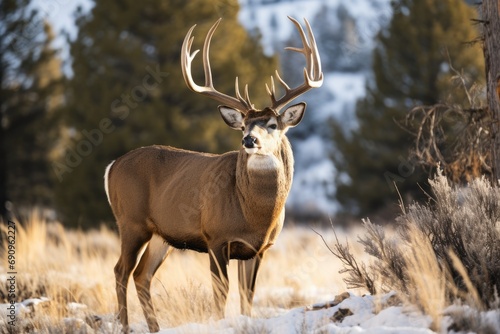 Male Cervid with Impressive Antlers - Big Buck in the Colorado Wilderness