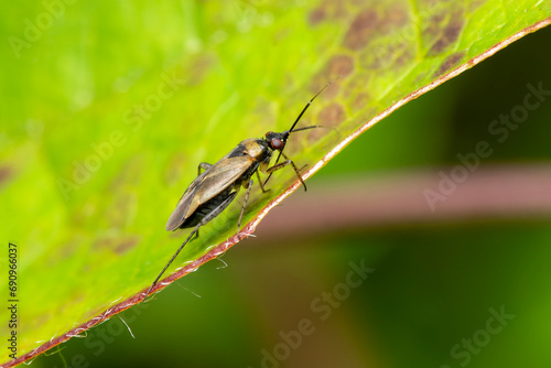 Plagiognathus arbustorum insect on a garden leaf, revealing the intricate details of close-up macro photography, stock photo image photo