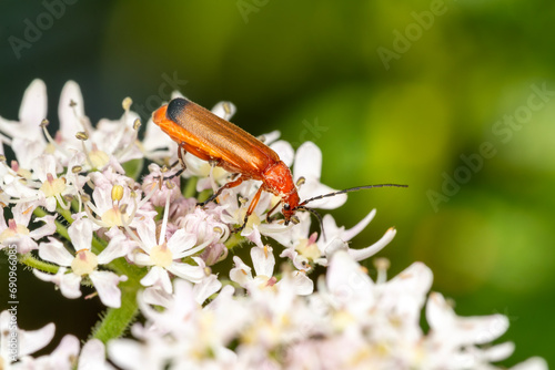 Common red soldier beetle ( Rhagonycha fulva ) also known as a hogweed bonking beetle which is a small flying insect, stock photo image photo