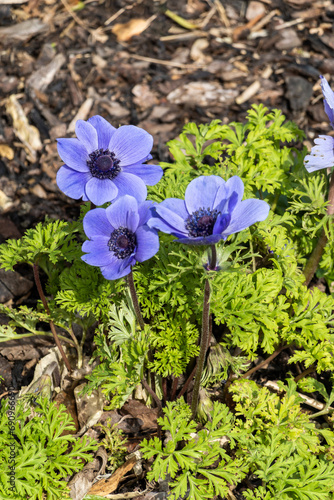 Bilde på lerret Anemone coronaria 'Mister Fokker' a spring flowering bulbous plant with a blue s