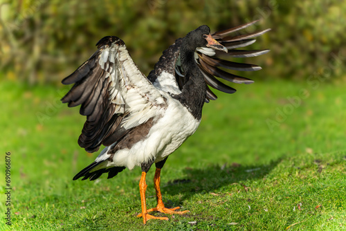 Magpie goose (Anseranas semipalmata) bird, the geese have black and white plumage with yellow legs and can be found on the continent of Australia, stock photo image