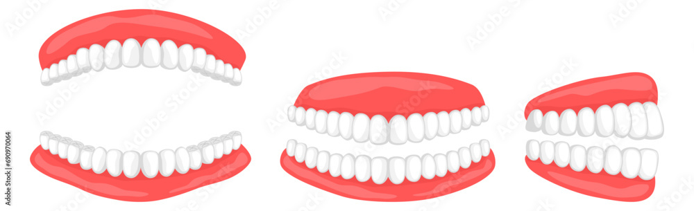 Obraz premium 歯の見本※Affinity Designer作成svgファイル