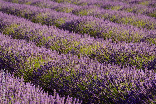 PLANTAS DE LAVANDA EN FLORACI  N  Lavandula 