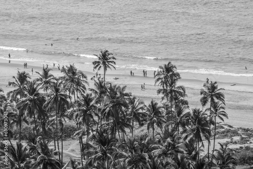 field at the beach with Coconut Trees