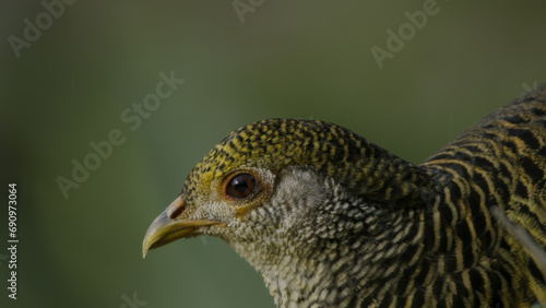 Photography Yellow Golden Pheasant, Birds of Eden, Plettenberg Bay, South Africa