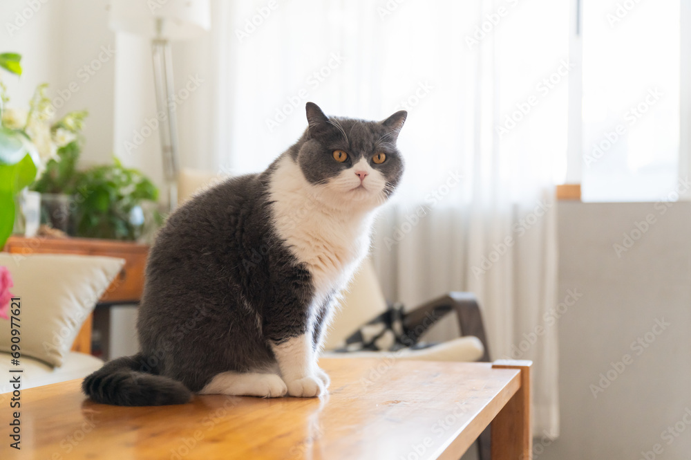 British shorthair cat sitting on a table