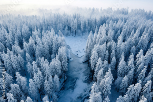 Tree tops seen from above in the winter