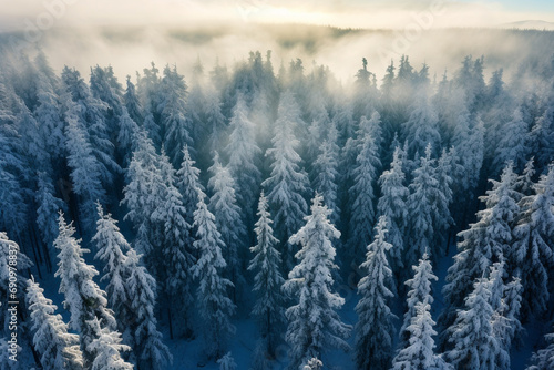 Tree tops seen from above in the winter © ProDesigner
