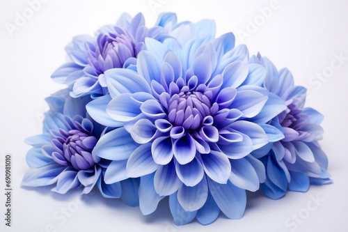 blue chrysanthemum flower © Ирина Курмаева