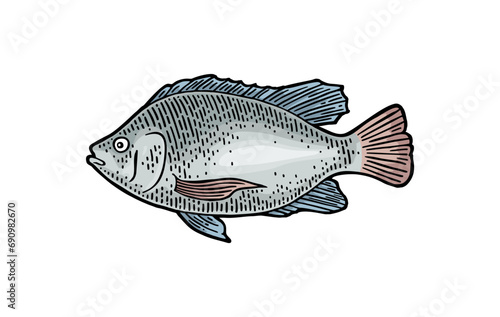 Whole fresh fish tilapia. Hand drawn design. Vector color engraving vintage