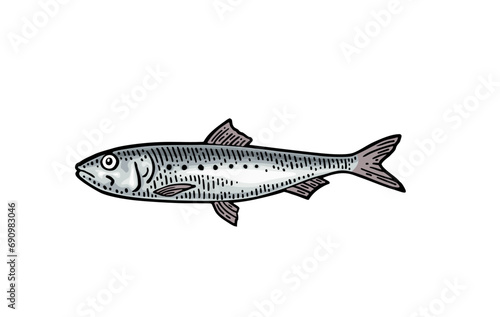 Whole fresh fish sardine. Vector color engraving vintage
