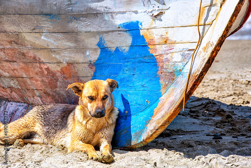 Cute dog lying on a beach next to an old traditional wooden fisher boat in Syros island, Greece photo
