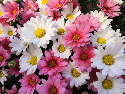 Beautiful high angle shot of pink marguerite daisies in a garden under the sunlight