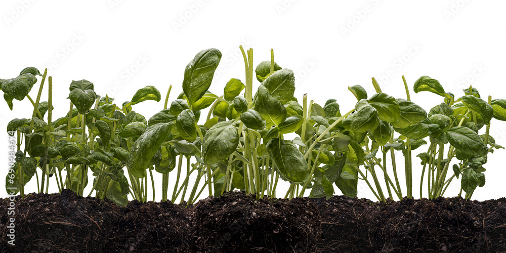 Obraz premium Basilikum