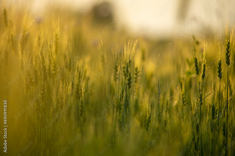 Obraz premium Green ears of wheat in the soft sunshine of the early morning. Unripe ears of wheat. Harvest ripening