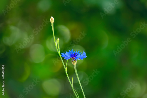 Cornflower flower on a green natural background and sunny bokeh photo