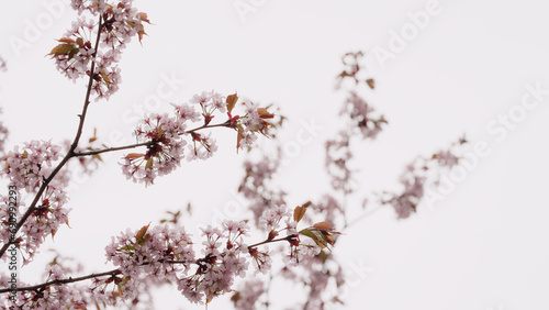 Sakura cherry blossom in spring on a cloudy day © GCapture