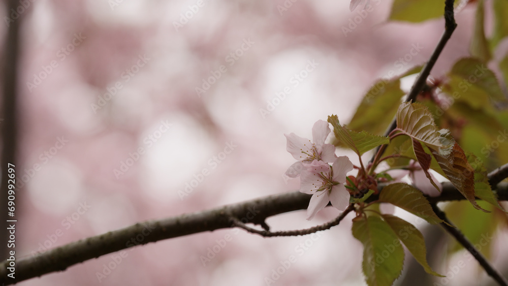 Sakura cherry blossom in spring on a cloudy day Sakura cherry blossom in spring on a cloudy day