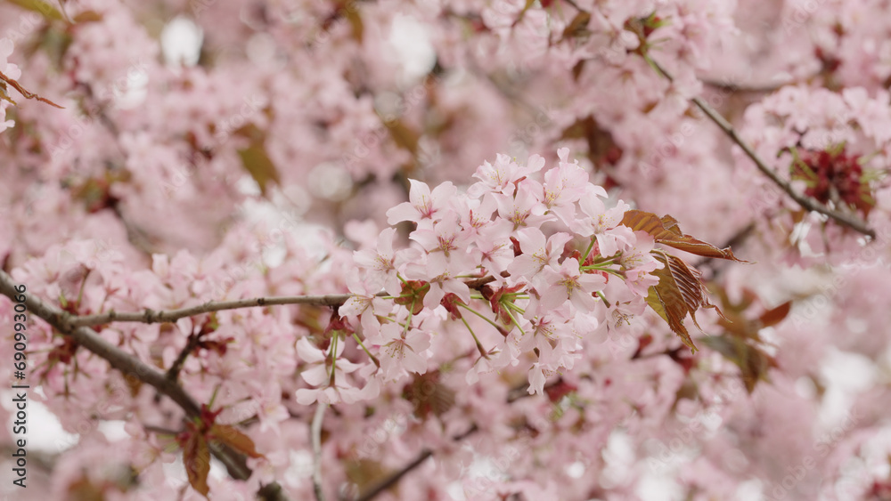 Sakura cherry blossom in spring on a cloudy day Sakura cherry blossom in spring on a cloudy day