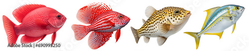 Multicolored aquarium fishes on a transparent background, side view. The Pompano, Pufferfish, Red Sponge, Red Stargazer saltwater aquarium fish, isolated on a white background photo