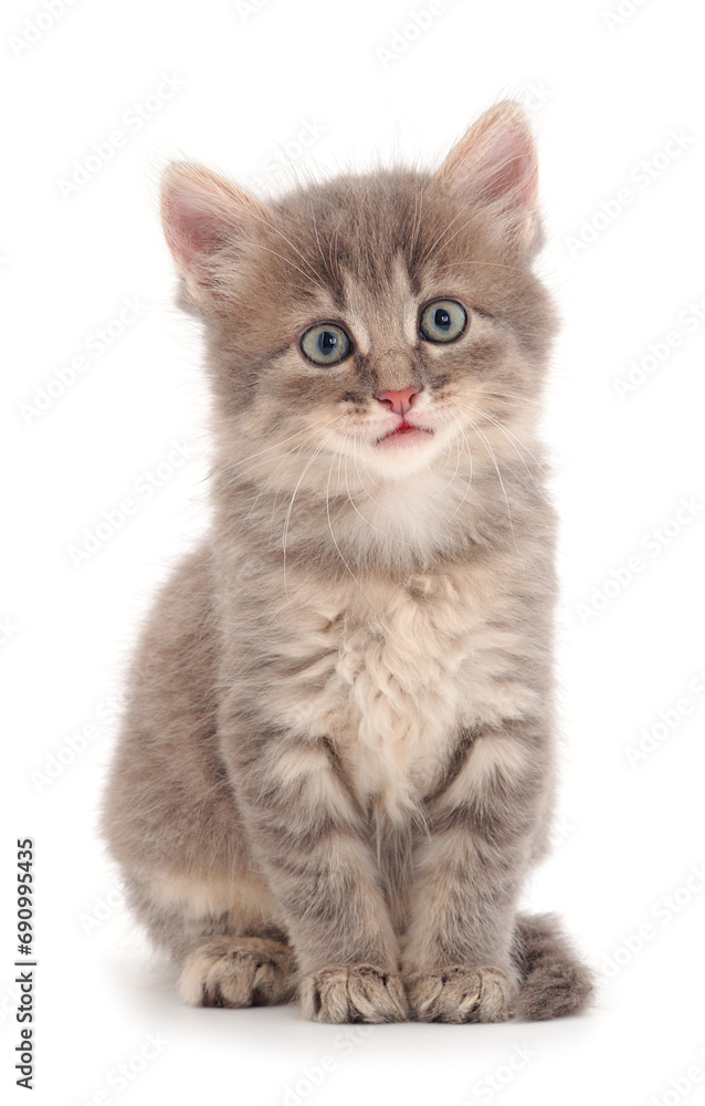 Small gray kitten.