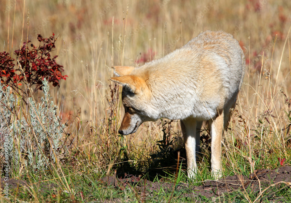 Obraz premium Coyote in Yellowstone National Park, Wyoming USA
