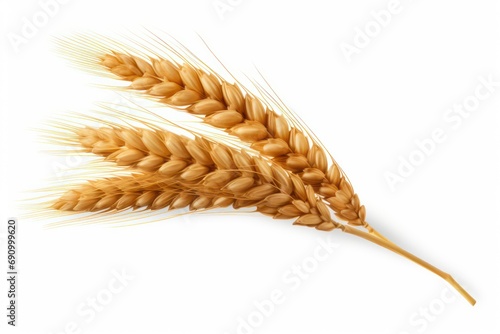 An ear of wheat isolated