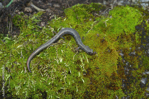 Closeup on a Californian Santa Lucia Mountains slender salamander, Batrachoseps luciae, sitting on a moss covered stone