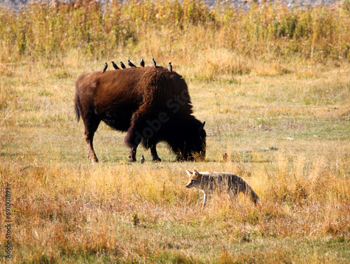 Coyote and bison in Yellowstone National Park, Wyoming USA