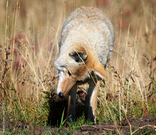 Coyote in Yellowstone National Park, Wyoming USA