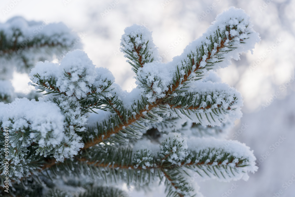 Closeup photo of spruce tree branch covered with hoarfrost after very cold night Closeup photo of spruce tree branch covered with hoarfrost after very cold night