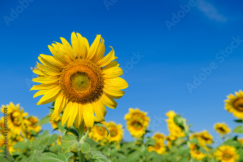 Beautiful sunflower blooming in sunflower field with blue sky background. Lop buri