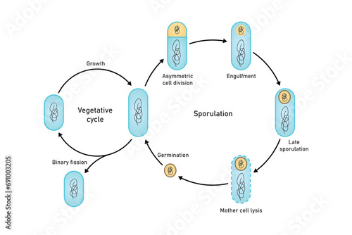 Endospore Life cycle Scientific Design. Vector Illustration. photo