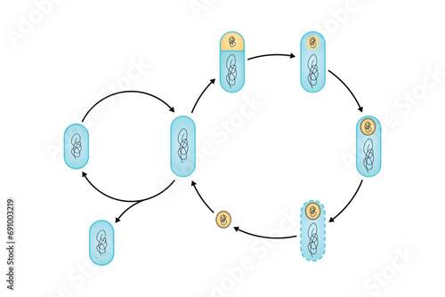Endospore Life cycle Scientific Design. Vector Illustration.