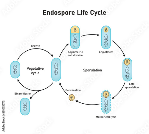 Endospore Life cycle Scientific Design. Vector Illustration.
