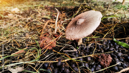 one wild mushroom growing in animal feces, optical flare, closeup up