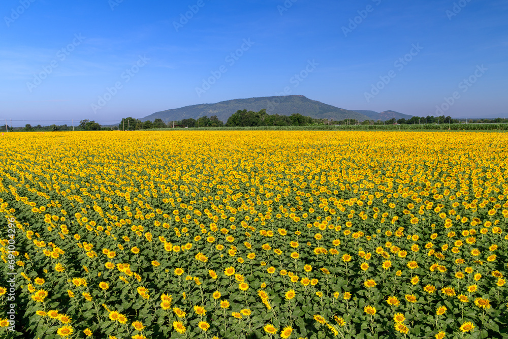Beautiful sunflower blooming in sunflower field with blue sky background. Beautiful sunflower blooming in sunflower field with blue sky background.