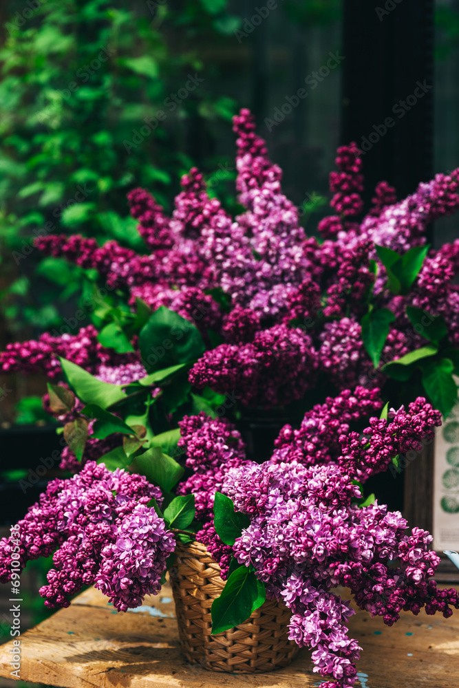 Obraz premium live purple lilac in a greenhouse. photo zone in a glass greenhouse with marvelous lilac flowers. small flowers of mossy lilac