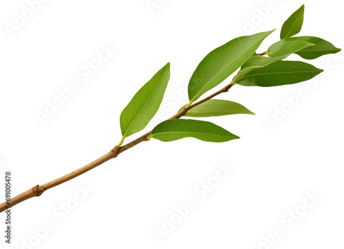 green leaves isolated on transparent background