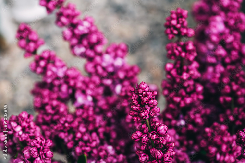 Obraz premium live purple lilac in a greenhouse. photo zone in a glass greenhouse with marvelous lilac flowers. small flowers of mossy lilac