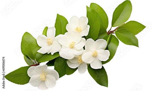 White jasmine (Philadelphus) on transparent background