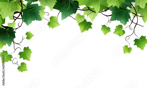 Grape leaves vine branch on transparent background