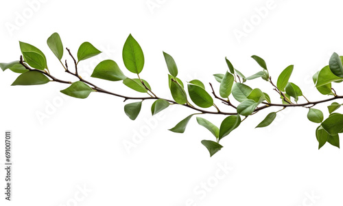 branch with green leaves on transparent background